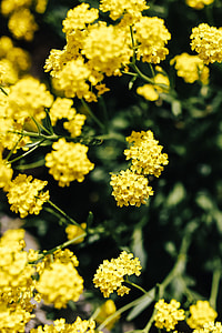 Small yellow flowers thumbnail