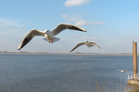 three white birds near dock at daytime thumbnail