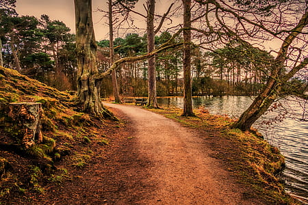 Photography of Trees in Forest thumbnail