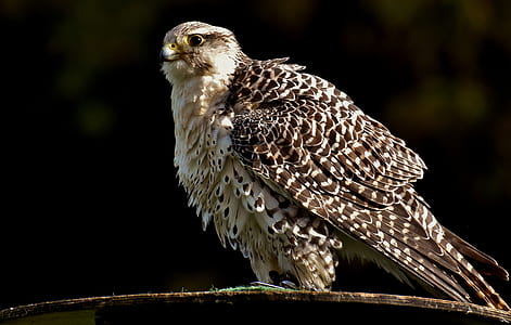 focus photo of owl thumbnail