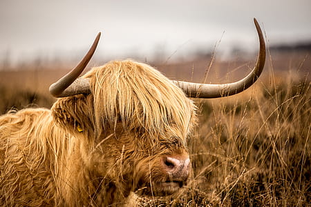 selective focus photography of bison thumbnail