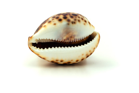 white and brown seashell thumbnail