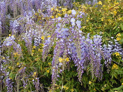 purple flowers thumbnail