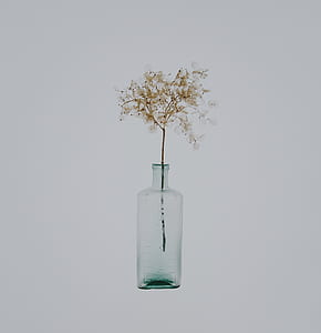 clear glass bottle and brown twig thumbnail