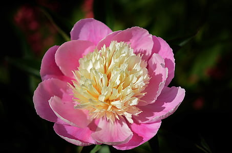 macro photography of yellow and pink peony flower thumbnail