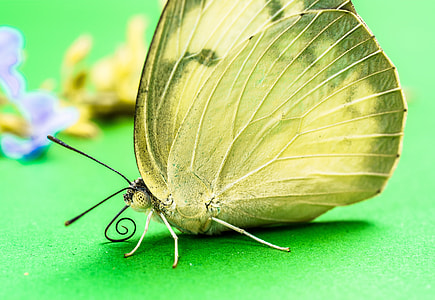 Butterfly, Insect thumbnail