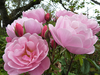 close up photography of pink petal flower thumbnail