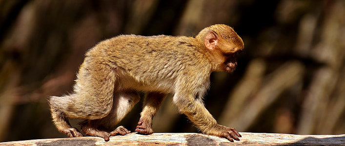 Barbary Ape, Endangered Species thumbnail