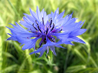 selective focus photography of blue cornflower thumbnail
