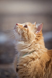 close-up photo of orange tabby cat thumbnail