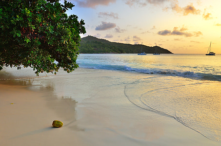 brown stone near green tree on seashore at sunset thumbnail