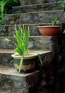 green leaf plant on pot thumbnail