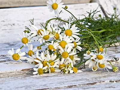 photography of white petaled flowers thumbnail