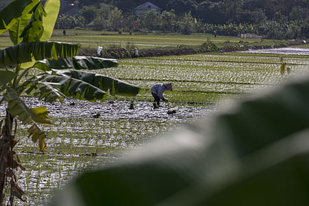 person standing on rice field thumbnail