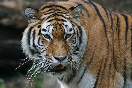 close-up photo of bengal tiger thumbnail