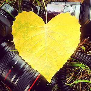 love, heart, yellow, photography thumbnail