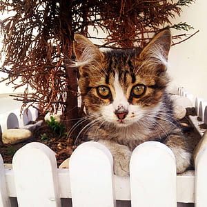 brown tabby cat lying inside white flower box thumbnail