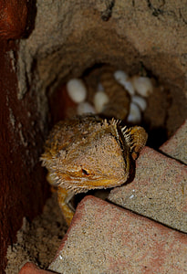 Bearded Dragon, Animals thumbnail