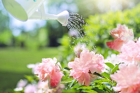 white watering can watering the pink flower thumbnail