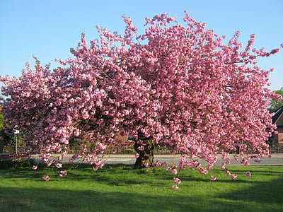 photo of pink leafed tree during daytime thumbnail