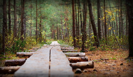 brown wooden pathway surrounded by trees thumbnail