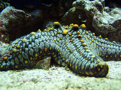 wildlife photography of black and yellow starfish thumbnail