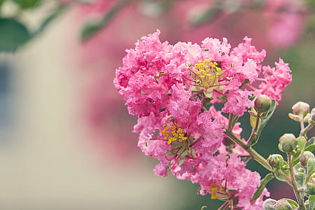 pink cluster flowers selective-focus photo thumbnail