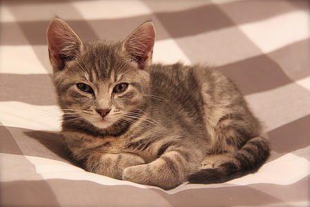 brown tabby kitten on cloth thumbnail