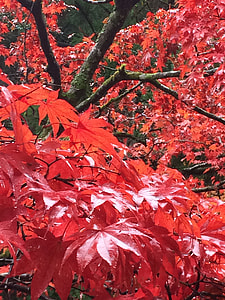 Maple, Autumnal Leaves thumbnail