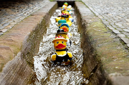 ducks on path canal thumbnail