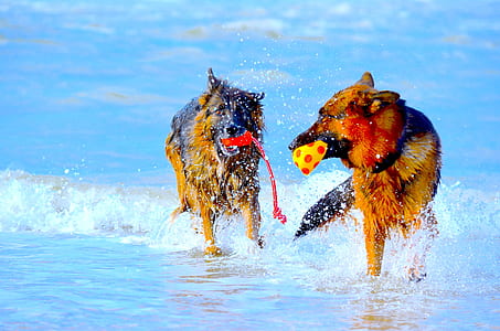 photography of two dogs holding toys on body of water thumbnail