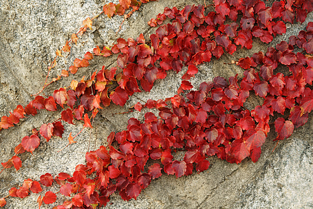 red leafed ivy plants thumbnail