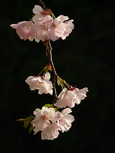 macro photo of falling white petaled flower thumbnail