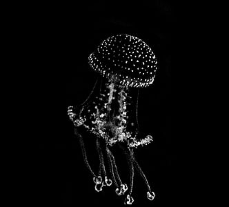 white jellyfish thumbnail