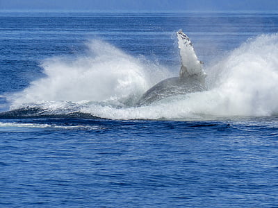 whale flake thumbnail