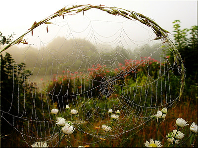 photo of spider web near white flower under cloudy sky at daytime thumbnail