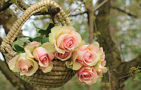 pink-and-green roses on basket thumbnail