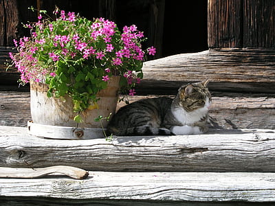 brown tabby cat reclining beside pot of flowers thumbnail