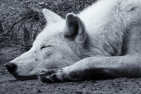 grayscale photo of dog prone lying on ground and sleeping thumbnail