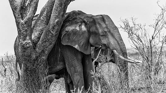 Grayscale Photo of Elephant thumbnail