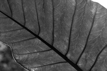 Grayscale Photography of Leaf thumbnail