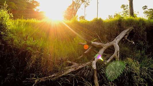 Green Grasses and Wood Branch thumbnail