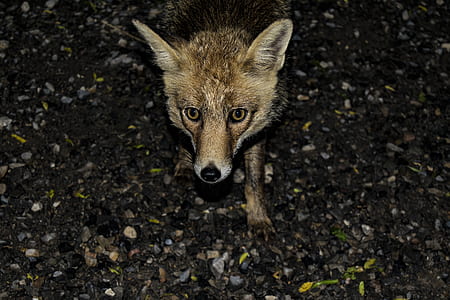 Brown 4-legged Animal thumbnail