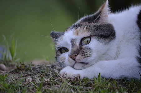 white and grey cat close up photo thumbnail