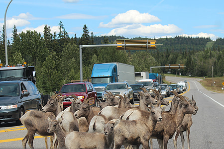 herd of goat on road thumbnail