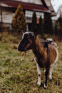 A cute brown goat on pasture thumbnail