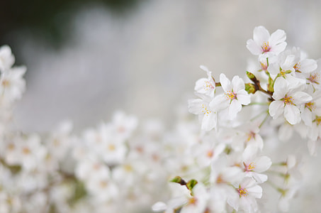 white petaled flower in bloom close-up photography thumbnail