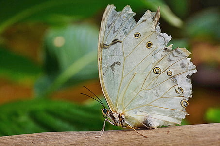 shallow focus photography of gray butterfly thumbnail