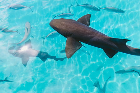 school of shark in body of water thumbnail