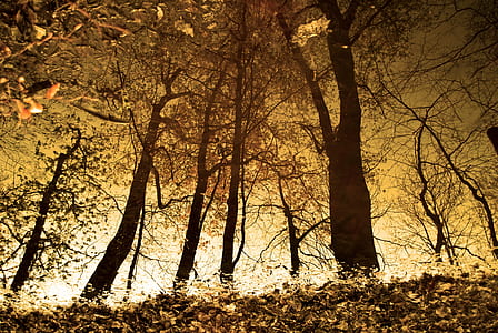 painting of trees thumbnail